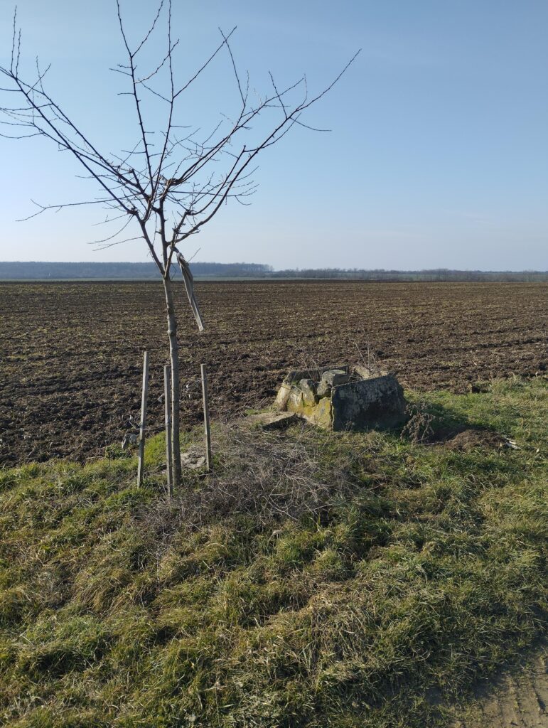 Földmérési alappont fával