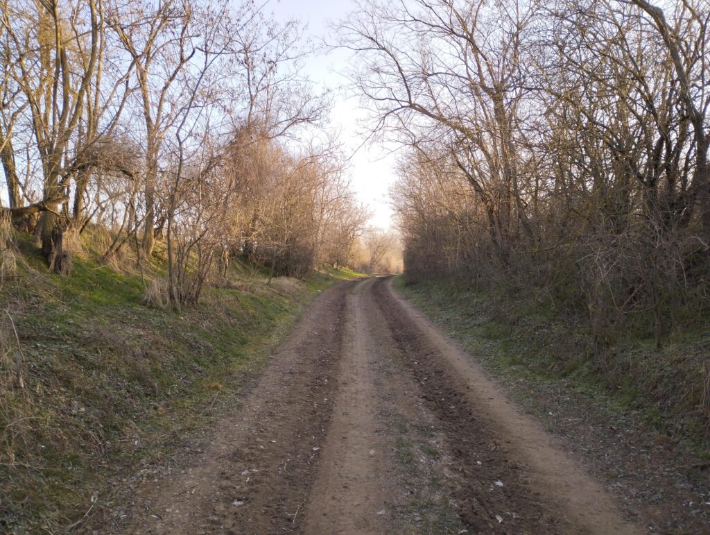 Fák között haladó út a gyurgyalagos után