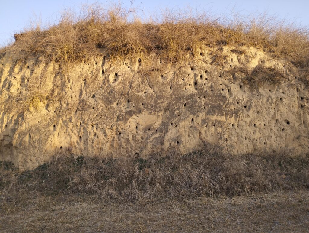 Lyukak: a gyurgyalagok fészkei