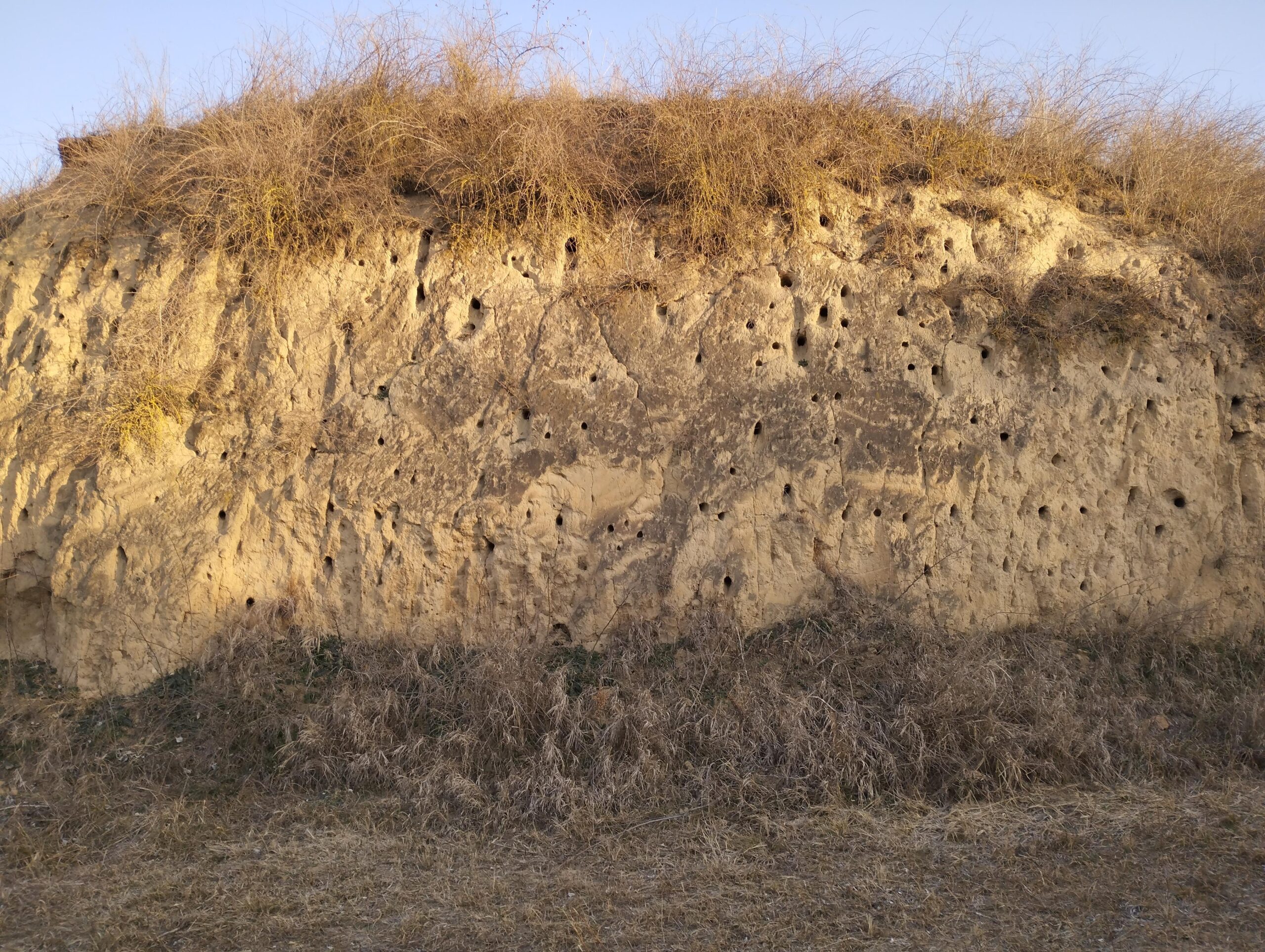 Lyukak a löszfalban: a gyurgyalagok fészkelőhelye