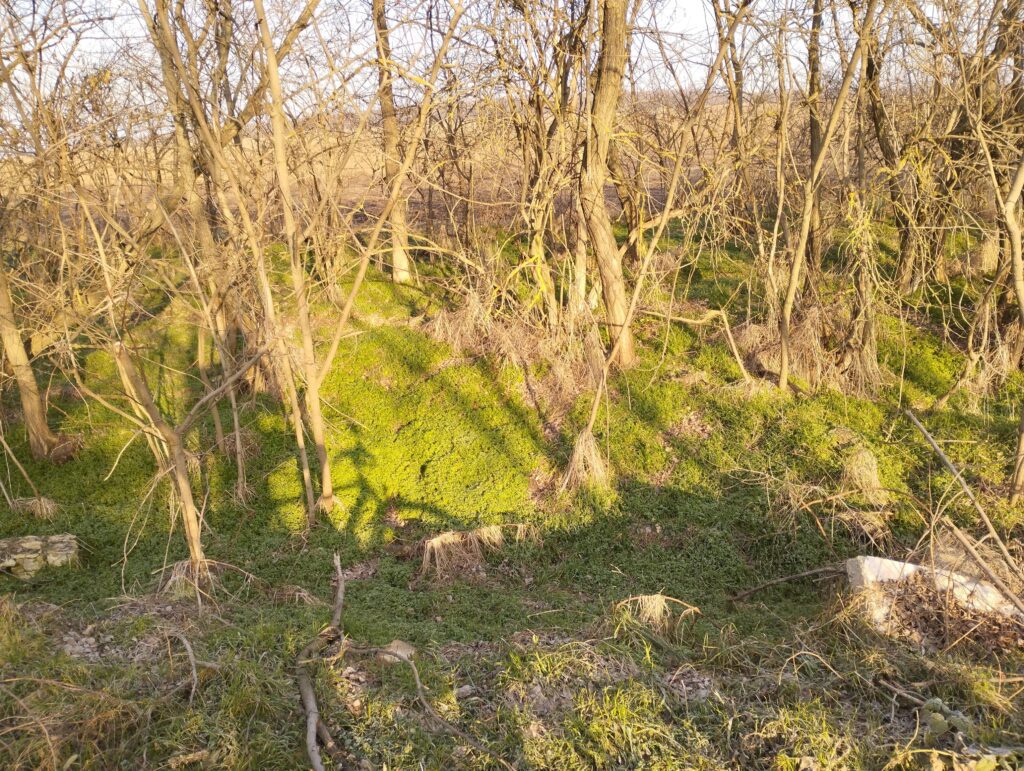 Téglák, kövek: tanya maradványai