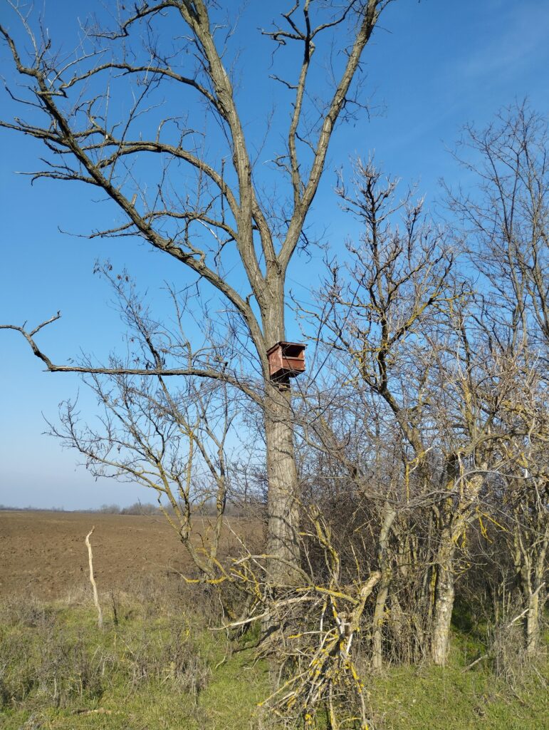 Vércse költőláda a Hársas után