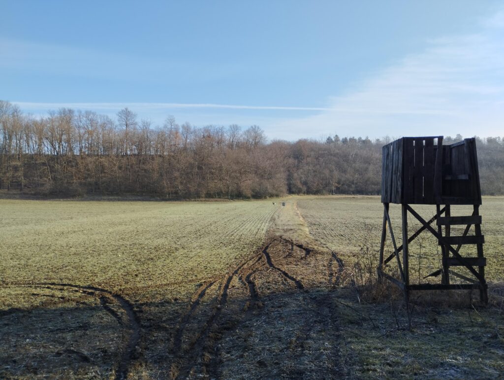 Kisasszonyvölgy, őzek