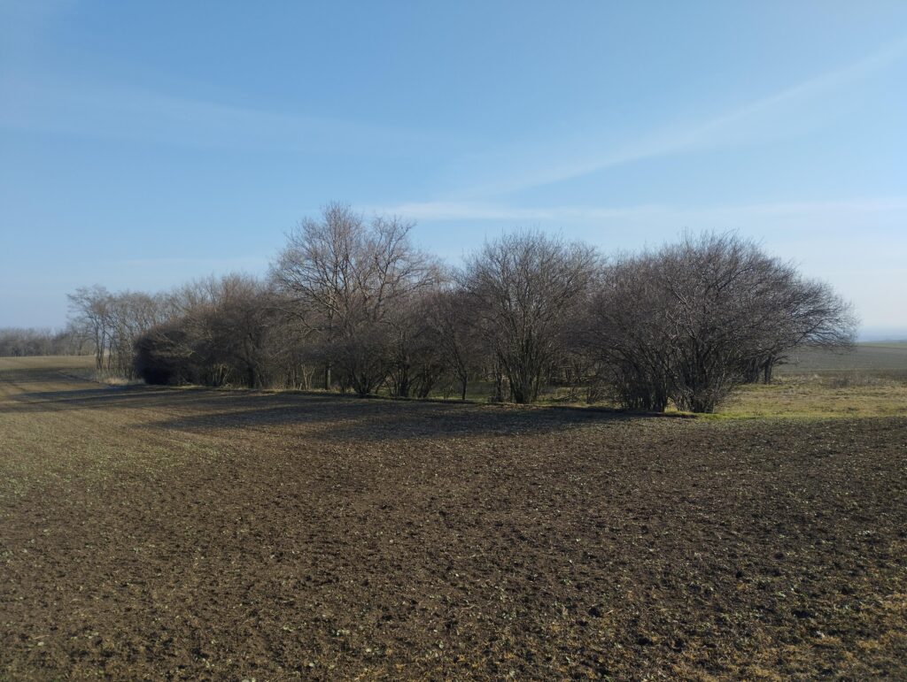 Régi tanya helye a Berkes mellett