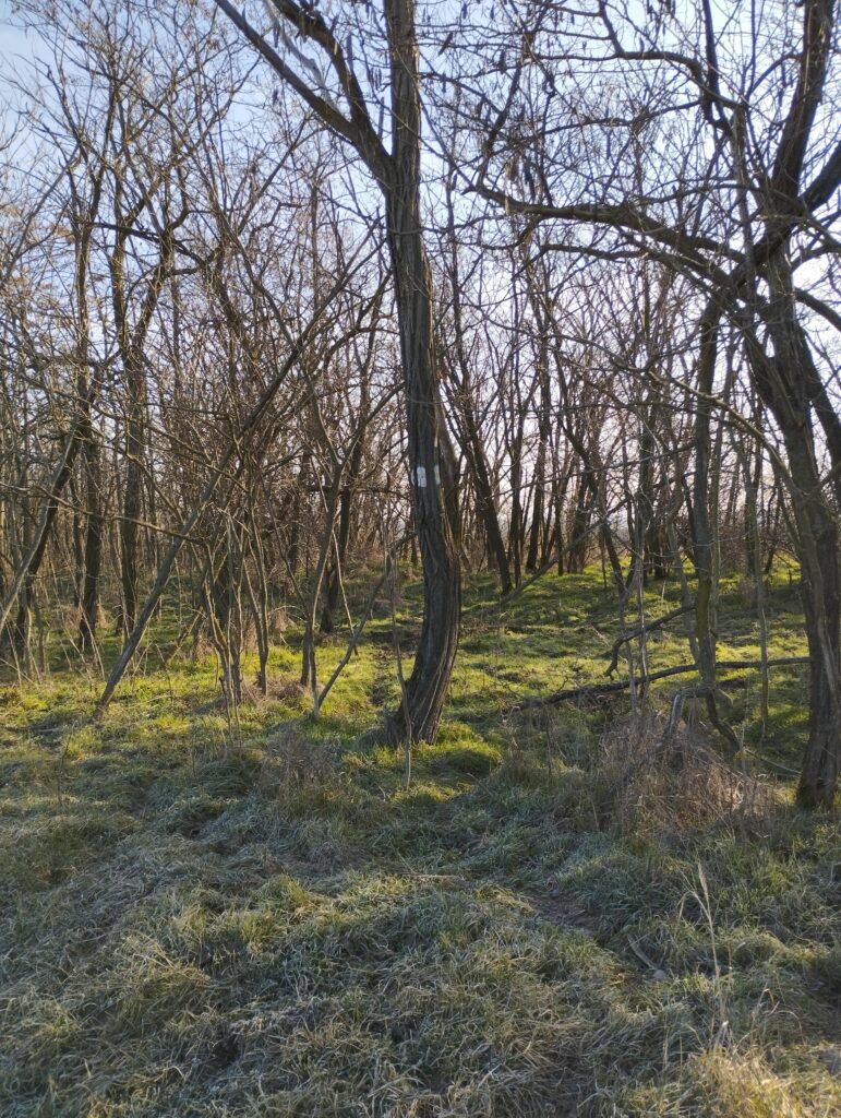 Sárga jelzés a Hársas felé