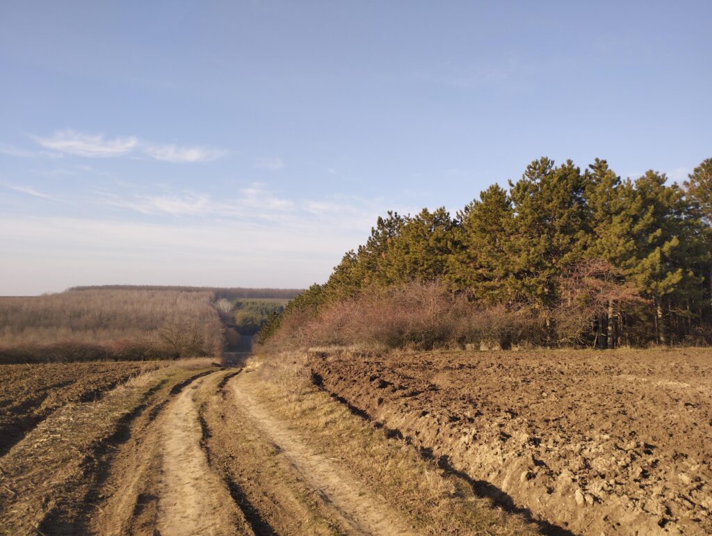 Változatos erdőcskék