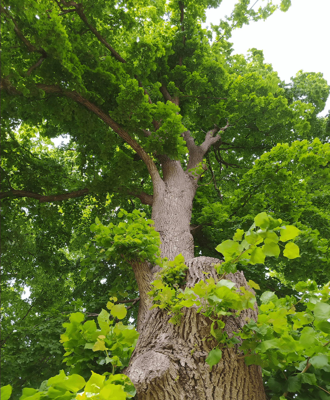 Albertirsa – Micsky-hársak